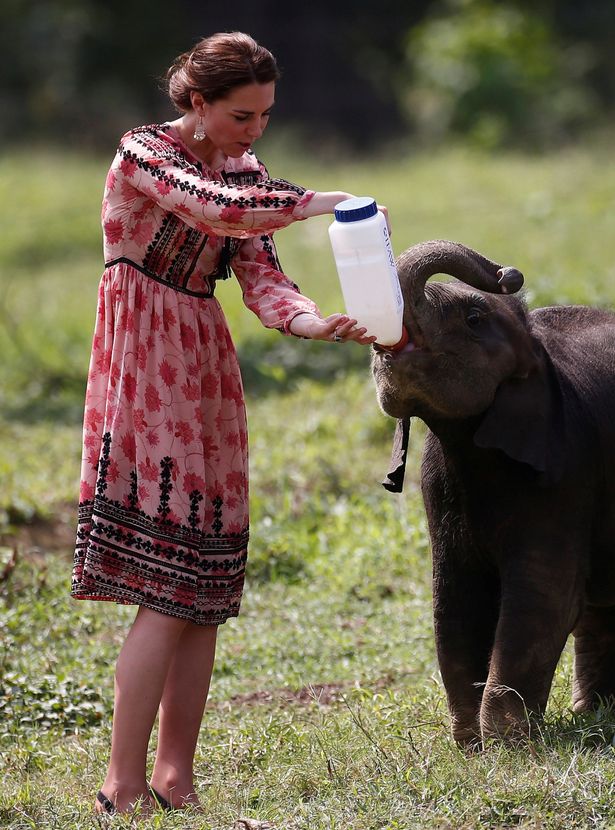 ارتدى كيت ثوب ثوب توب شوب لزيارة مركز لإعادة تأهيل الحياة البرية والمحافظة عليها، حيث أنها تتغذى على الفيل الوليد