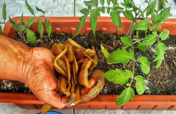 كيفية صنع سماد طبيعي بقشر البطاطس