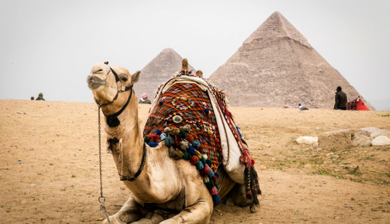 ركوب الخيل والجمال محظور لزيارة أهرامات مصر