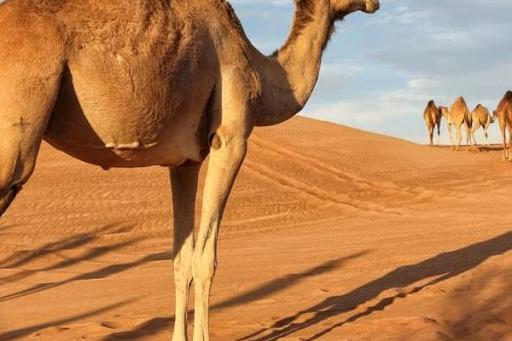 فوائد بول الابل للشعر بالعربى