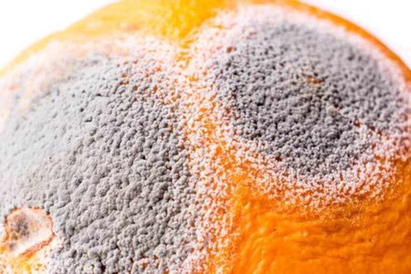 النمل ، البنسليوم ، البرتقال ، الحمضيات ، الأرز ، البستان ، الحديقة