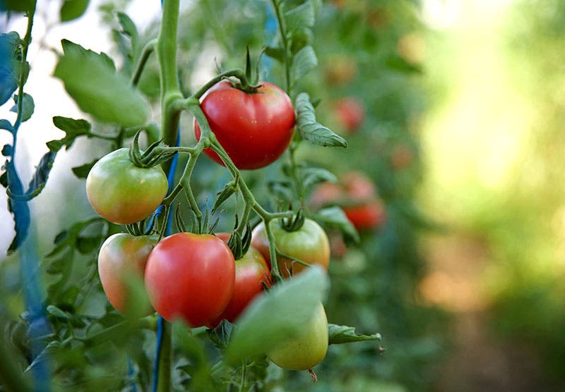 الطماطم ، نبات الطماطم ، السماد السائل ، الأسمدة السائلة ، الأسمدة العضوية ، شاي السماد ، شاي السماد الدودي ، العناصر الغذائية ، الإنتاجية