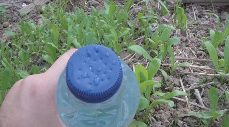 زجاجات ، بلاستيك ، حديقة ، حديقة نباتية ، زراعة ، صوبة زجاجية ، نباتات