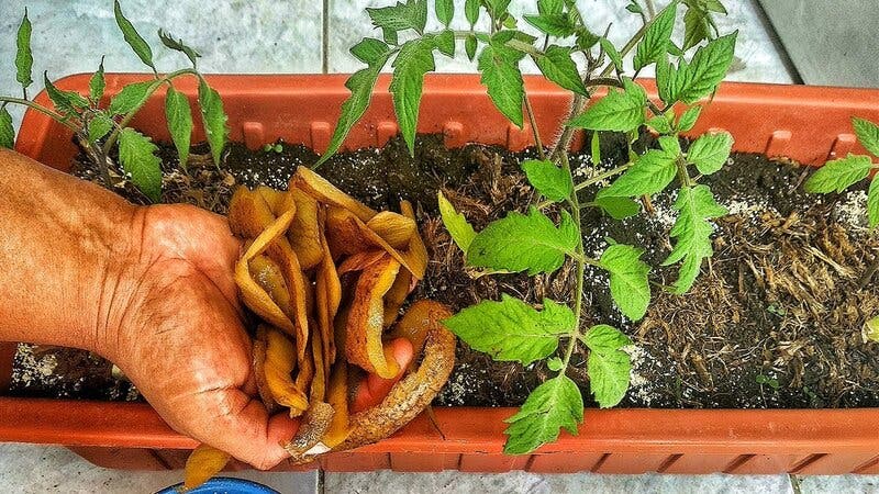 كيفية صنع سماد طبيعي بقشرة البطاطس