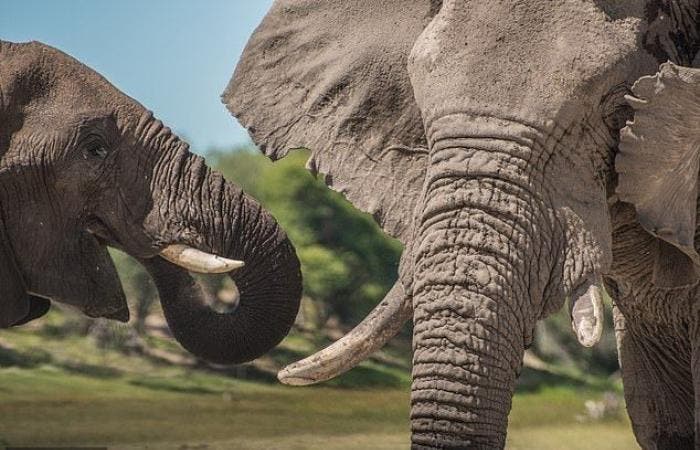الفيلة ، الصيد الجائر ، العدوانية ، سلوك الحيوان
