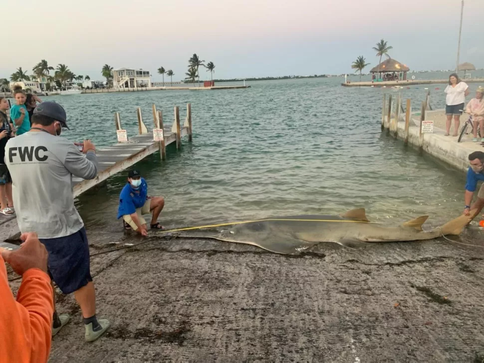 أكبر سمكة منشار صغيرة مسجلة تم غسلها ميتة في فلوريدا