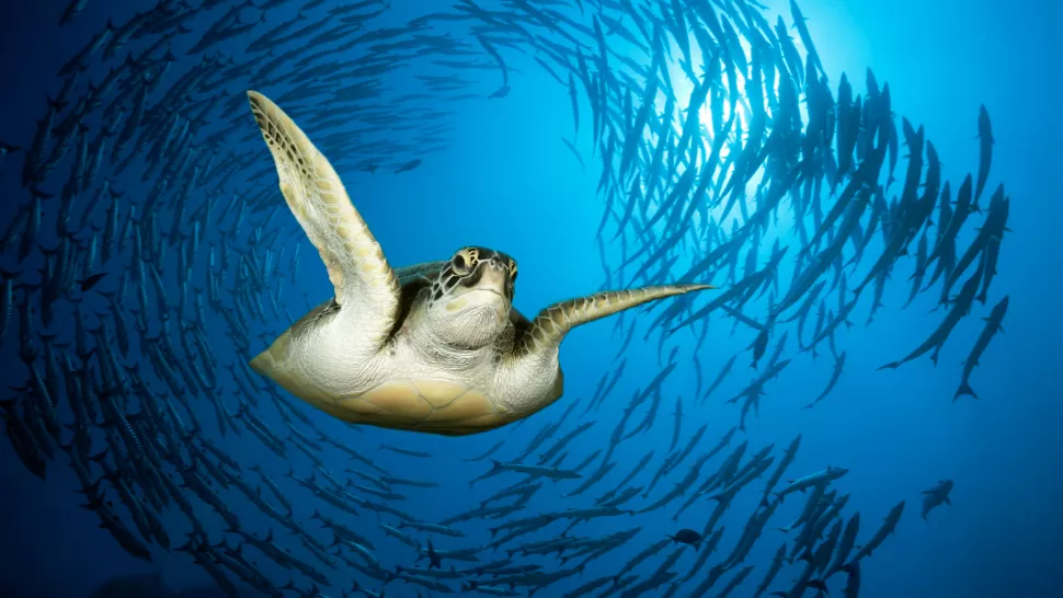 السباحة الدائرية الغريبة لمخلوقات البحر حيرة العلماء