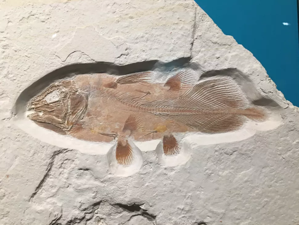 تم اكتشاف سمكة قديمة كبيرة بحجم سمكة القرش البيضاء عن طريق الصدفة من رئة متحجرة