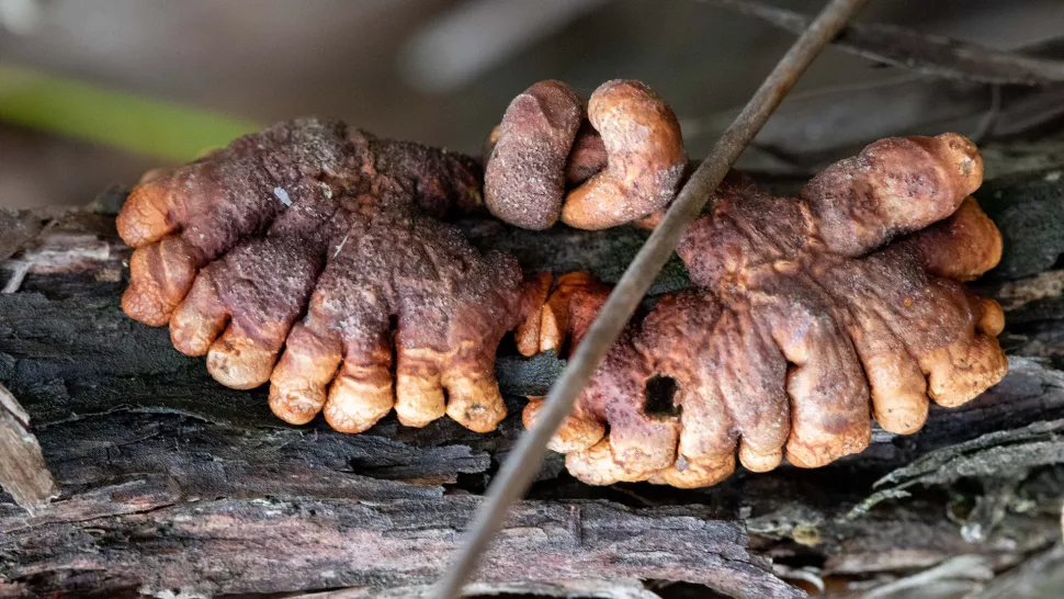 تنتشر الفطريات الطفيلية النادرة “أصابع الزومبي” (بالكاد) في أستراليا
