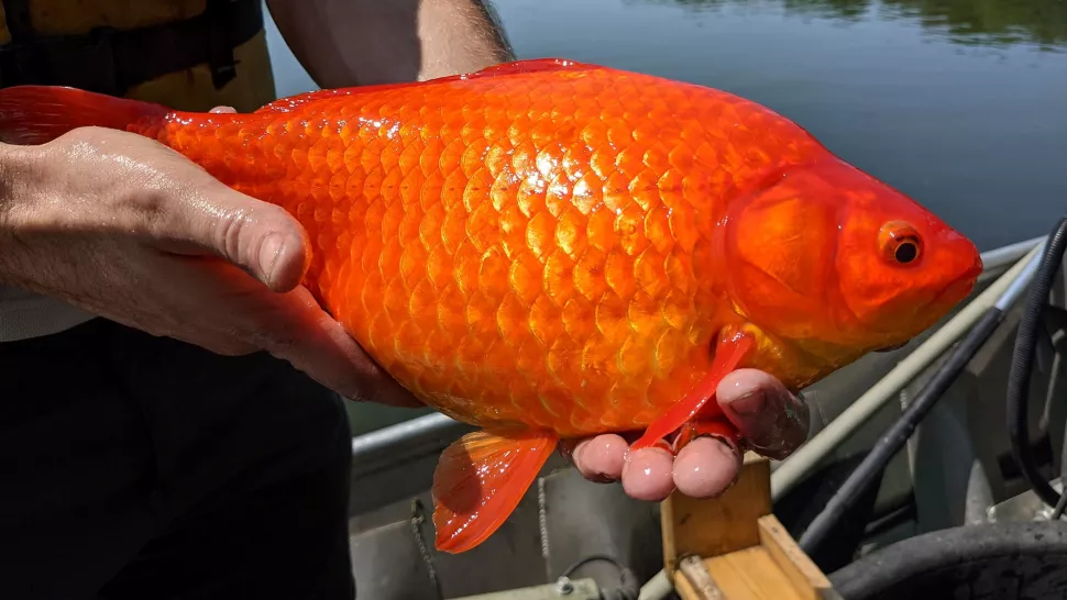 سمكة ذهبية بحجم كرة القدم تسيطر على بحيرات الولايات المتحدة