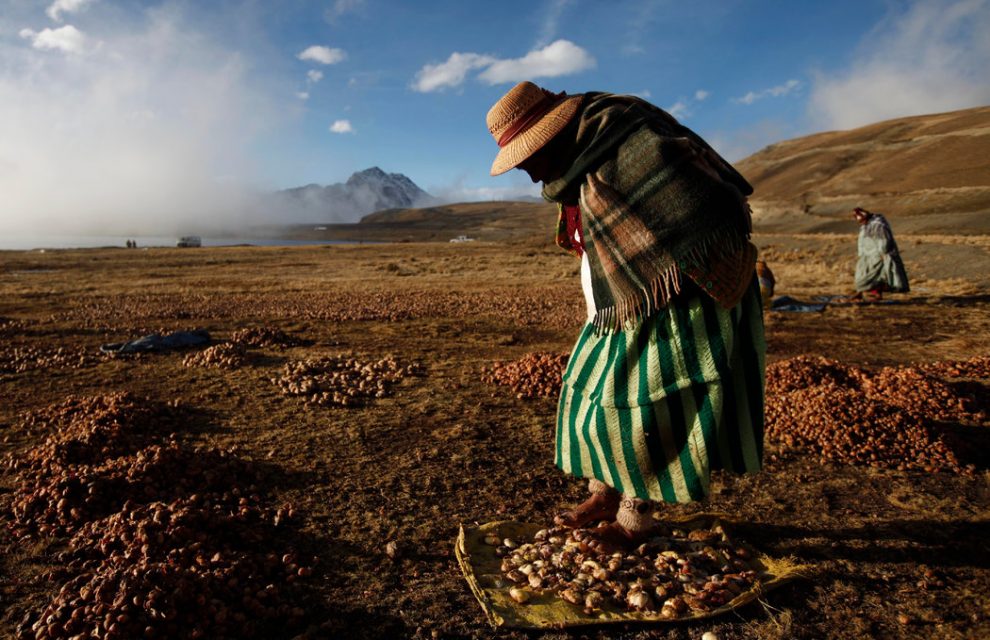 كيف تصنع حبة بطاطس تدوم 20 عاما سر جبال الانديز …