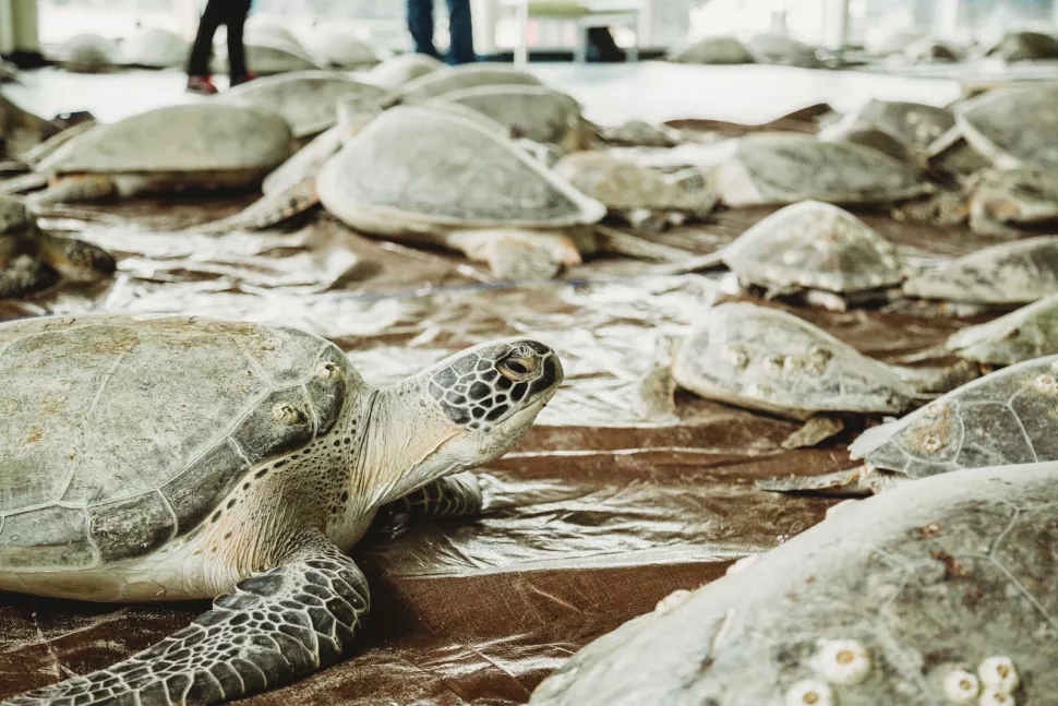 لماذا أصيبت آلاف السلاحف بالشلل قبالة سواحل تكساس هذا الأسبوع