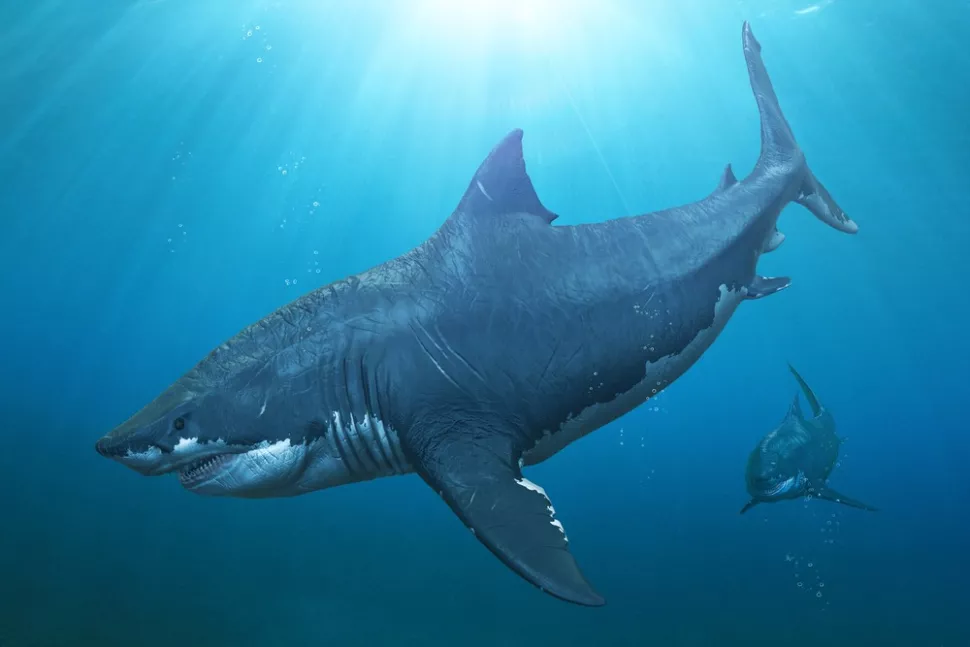 ميغالودون: حقائق عن سمكة القرش العملاقة التي مضى عليها زمن طويل