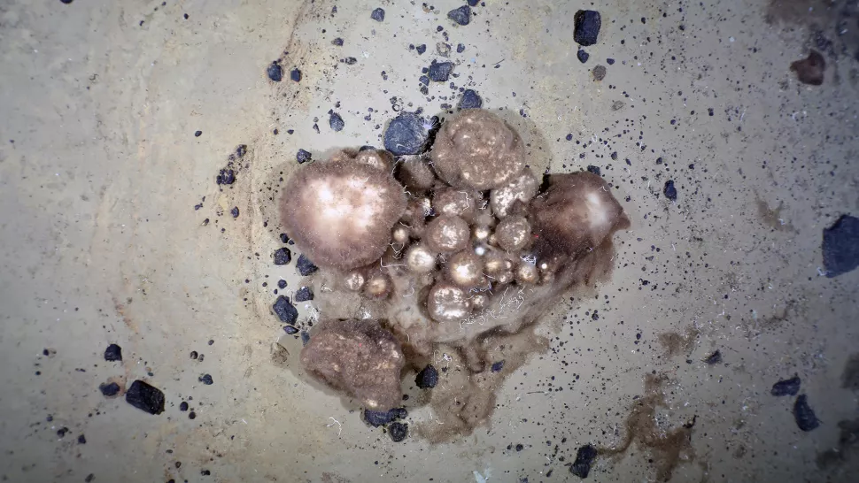 إسفنج القطب الشمالي البالغ من العمر 300 عام يتغذى على جثث جيرانهم المنقرضين المتحللين