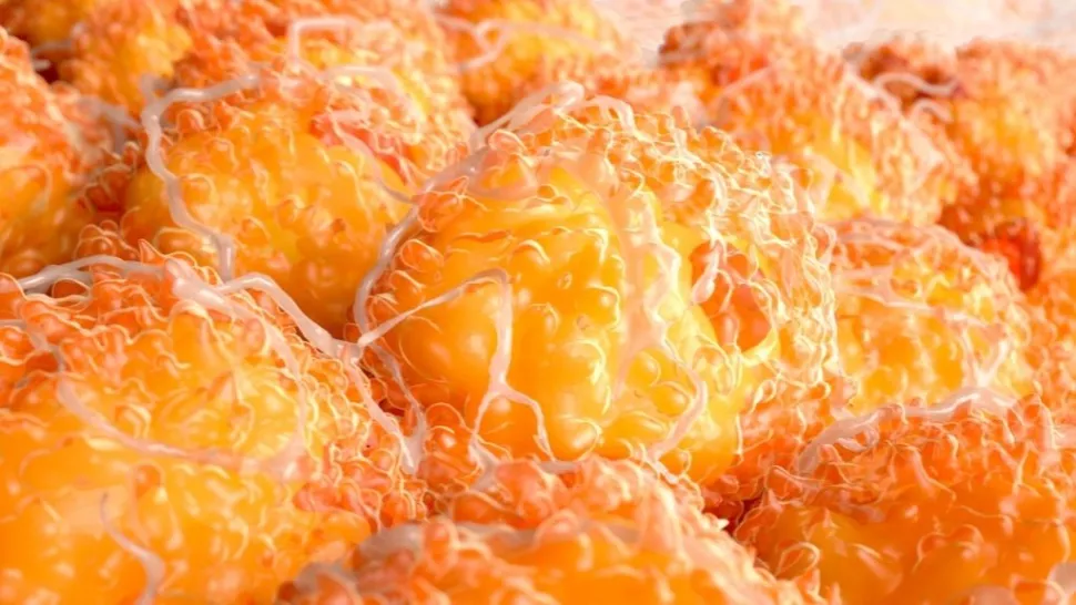 تشير دراسة إلى أن فيروس كورونا يصيب الخلايا الدهنية