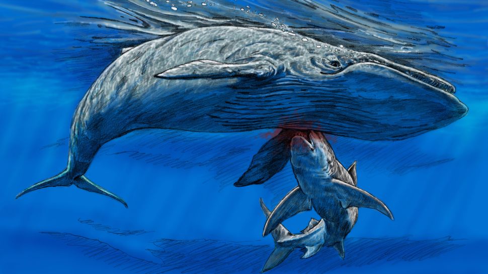 سمكة قرش عملاقة ، من المحتمل أن تكون ميغالودون ، تتغذى على هذا الحوت منذ 15 مليون سنة