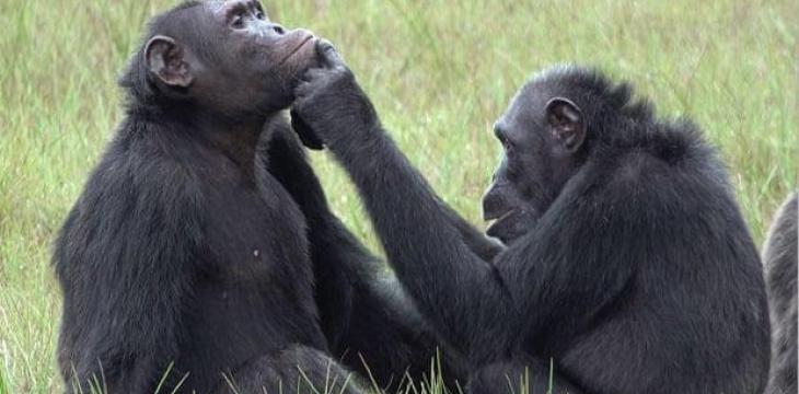  يظهر أم شمبانزي تعالج جرح طفلها بالحشرات￼