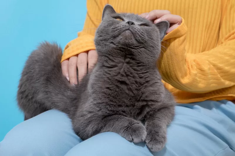 130 اسم للقطط الرمادية ملفتة للنظر