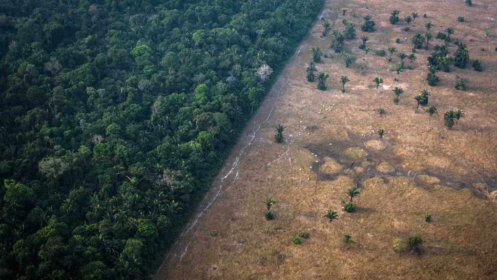 يتعهد زعماء العالم بإنهاء إزالة الغابات بحلول عام 2030