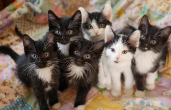 القطط السوداء والبيضاء