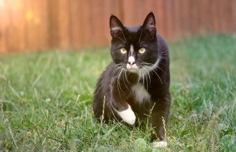 قط لطيف سهرة على مرج