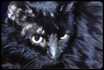 بيت الحيوان في شيكاغو