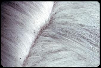 بيت الحيوان في شيكاغو