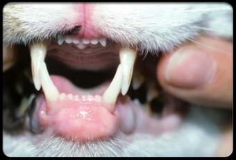 بيت الحيوان في شيكاغو