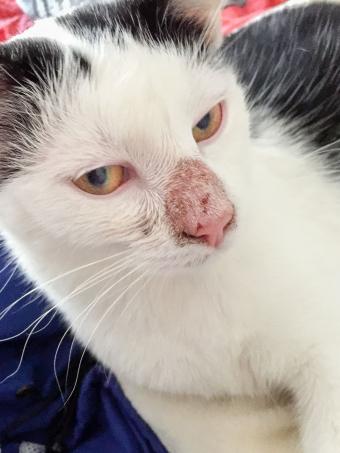 داء الثعلبة على أنف القط