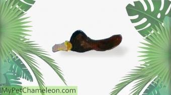 https://cf.ltkcdn.net/small-pets/images/slide/240466-687x381-11-chameleon-poop.jpg