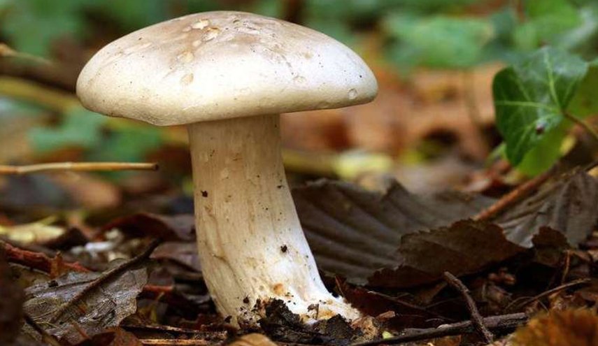 تفسير رؤية الفطر في المنام