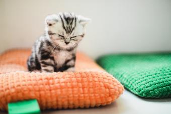 هريرة على وسادة