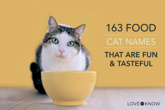 163 أسماء قطط طعام