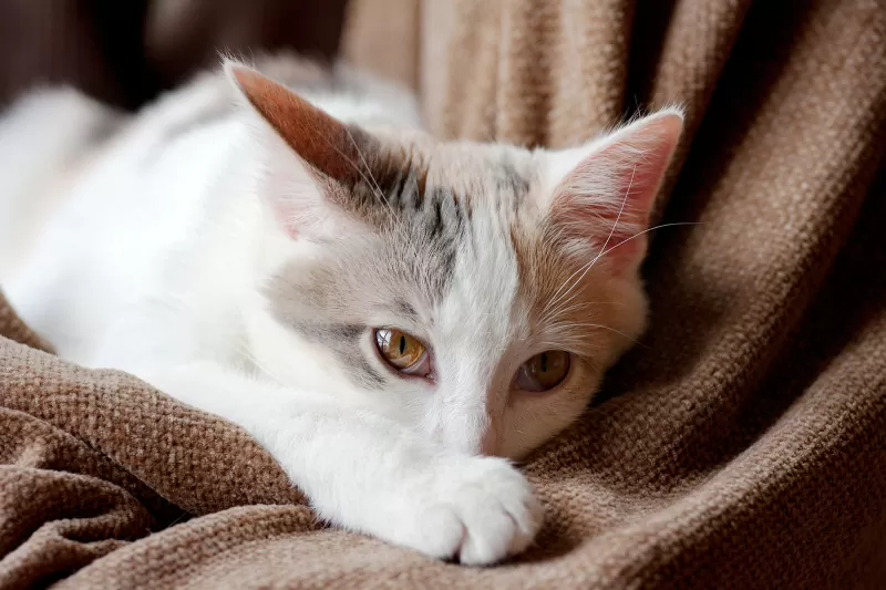 26 سببًا محتملاً لرمي قطتك