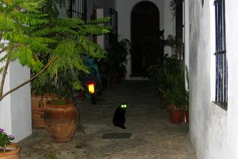 قطة في الليل المظلم