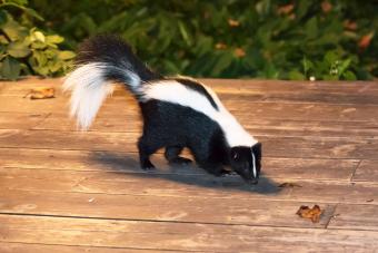 الظربان في الفناء الخلفي