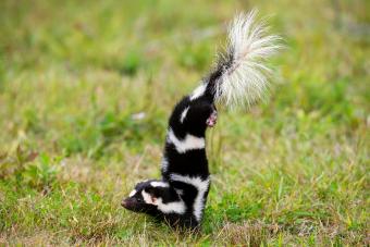 الظربان يقف على يديه ويستعد للرش