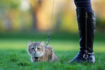 قطة في الهواء الطلق مقود