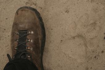 طباعة النمر