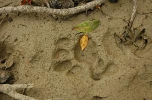 طباعة النمر