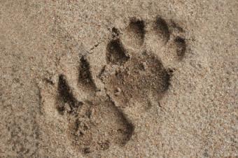 مطبوعات النمر