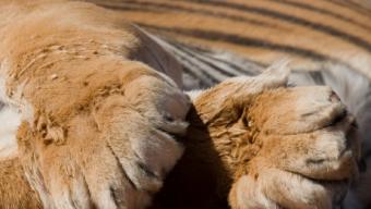 الكفوف الأسد