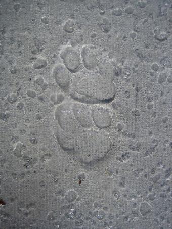 البلاط المطبوع