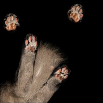 يمكن رؤية كفوف القطط من خلال سطح طاولة زجاجي