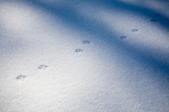 يطبع في الثلج