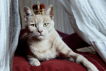 صورة قطة بيضاء مع تاج على رأسه