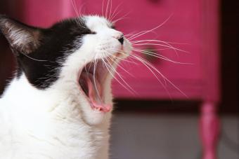 قطة منزلية تتثاءب