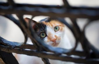 قطة تبحث من خلال السياج