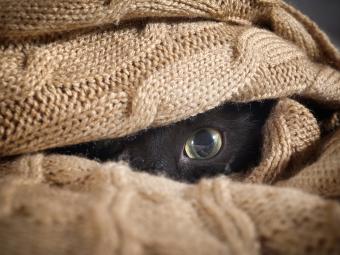 القط ينظر من تحت بطانية محبوكة