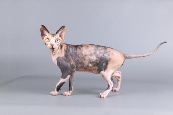 القط أصلع الكندي sphynx